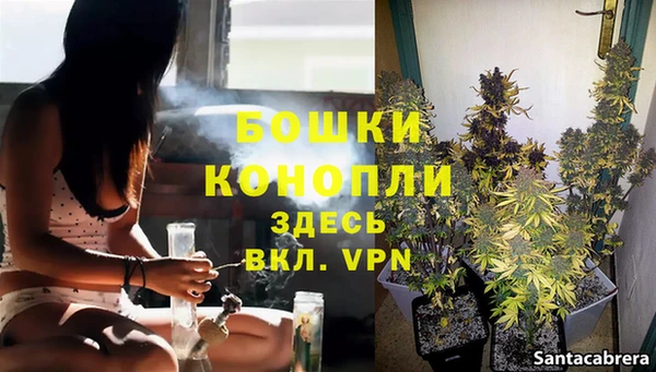 сатива Куйбышев